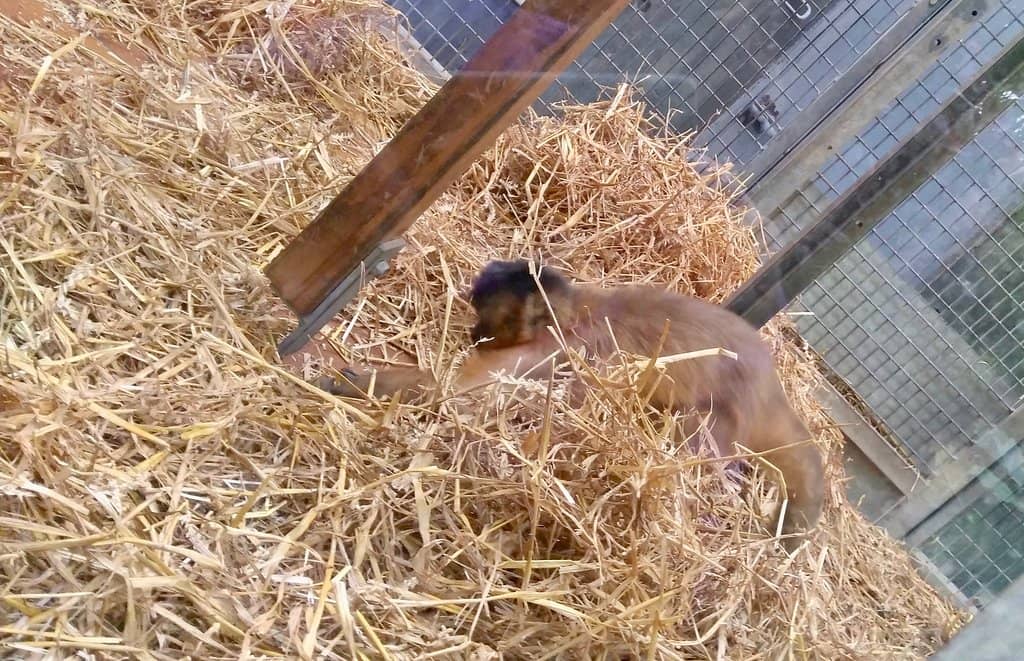 Outdoor Exhibits & Play Area