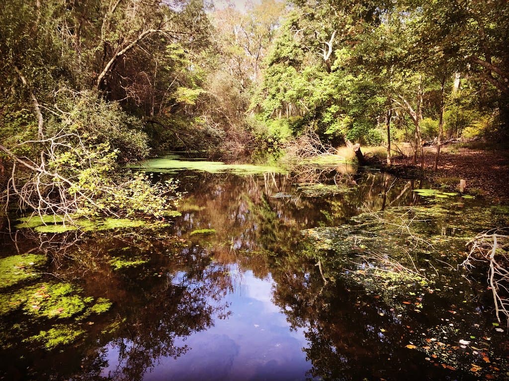 Pond by the main trail