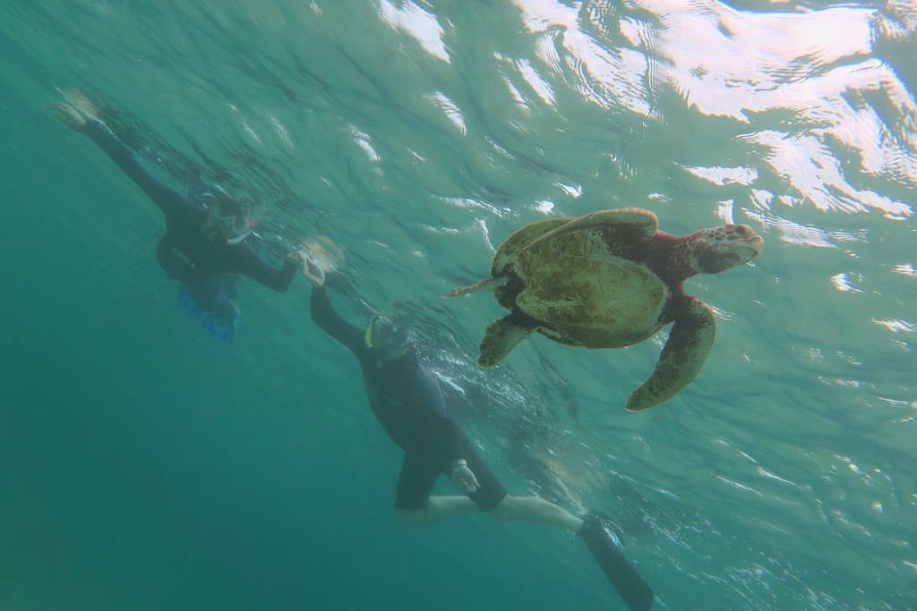 海ガメに会えました。