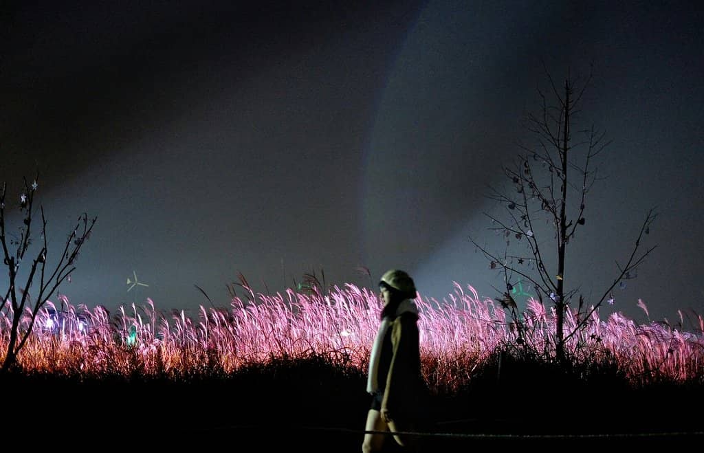 Pink Muhly Grass Fields