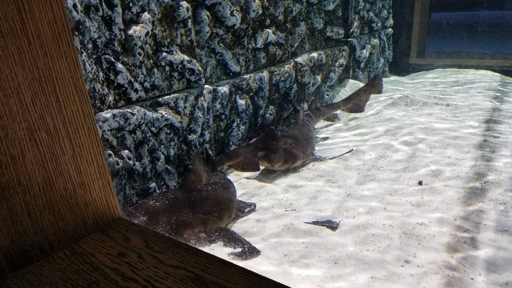 Aquarium & Touch Pool