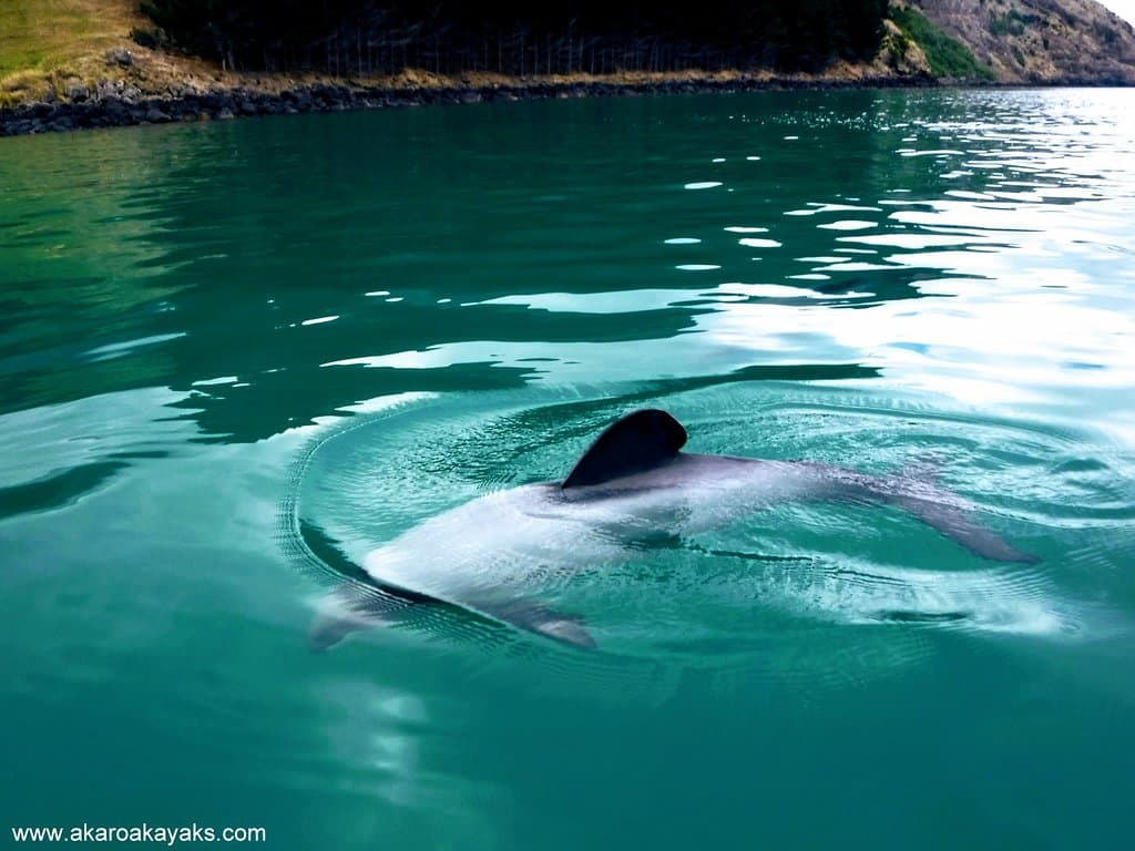 best view you can get of these creatures is by kayak