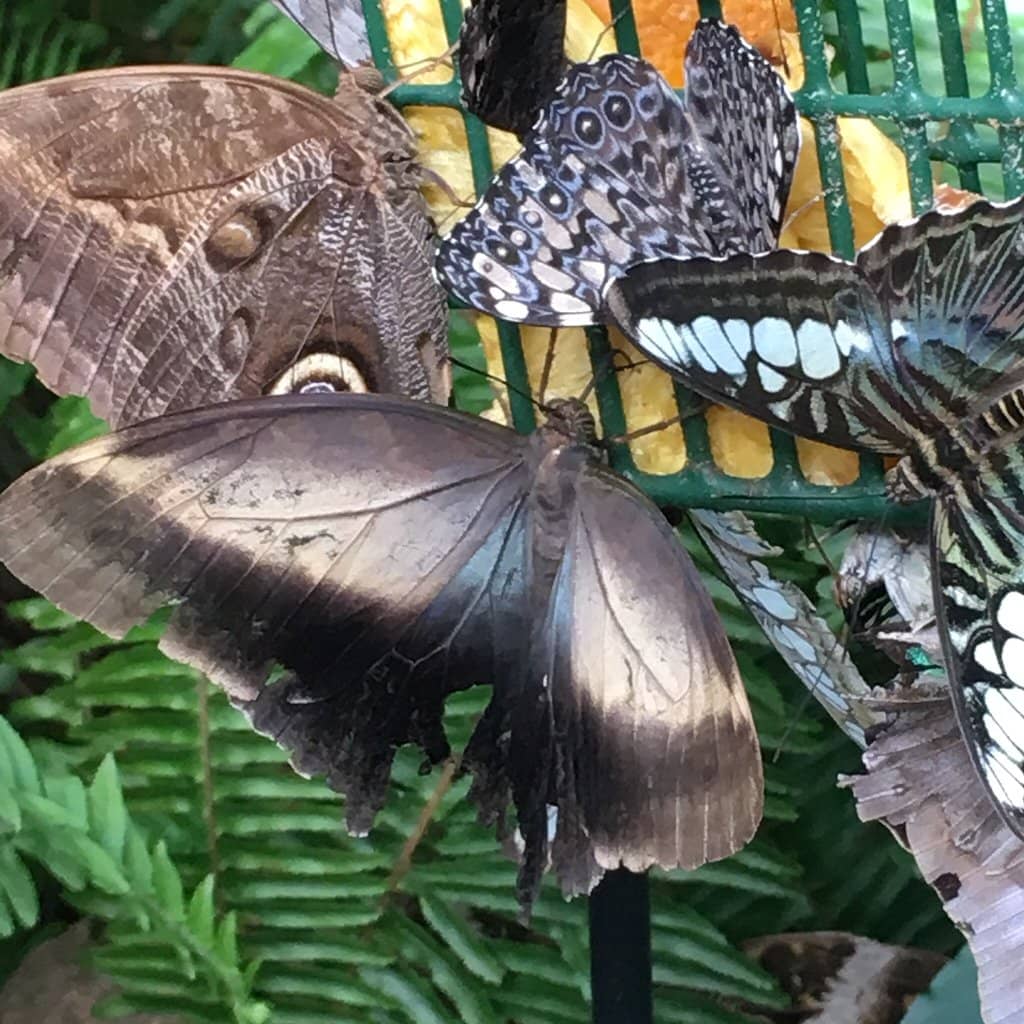 Butterfly Feeder Flower