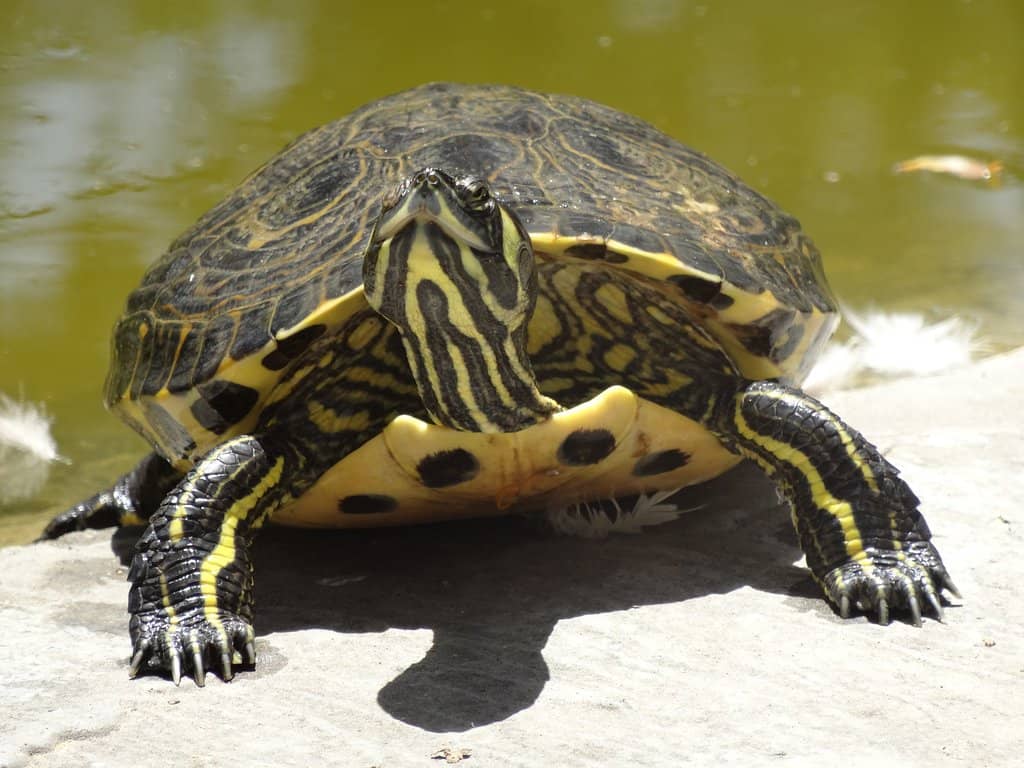Shaded Pine Forest Paths