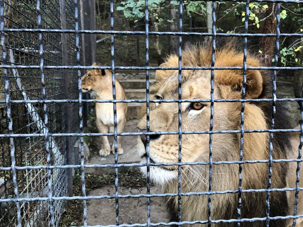 Interactive Feeding Zones
