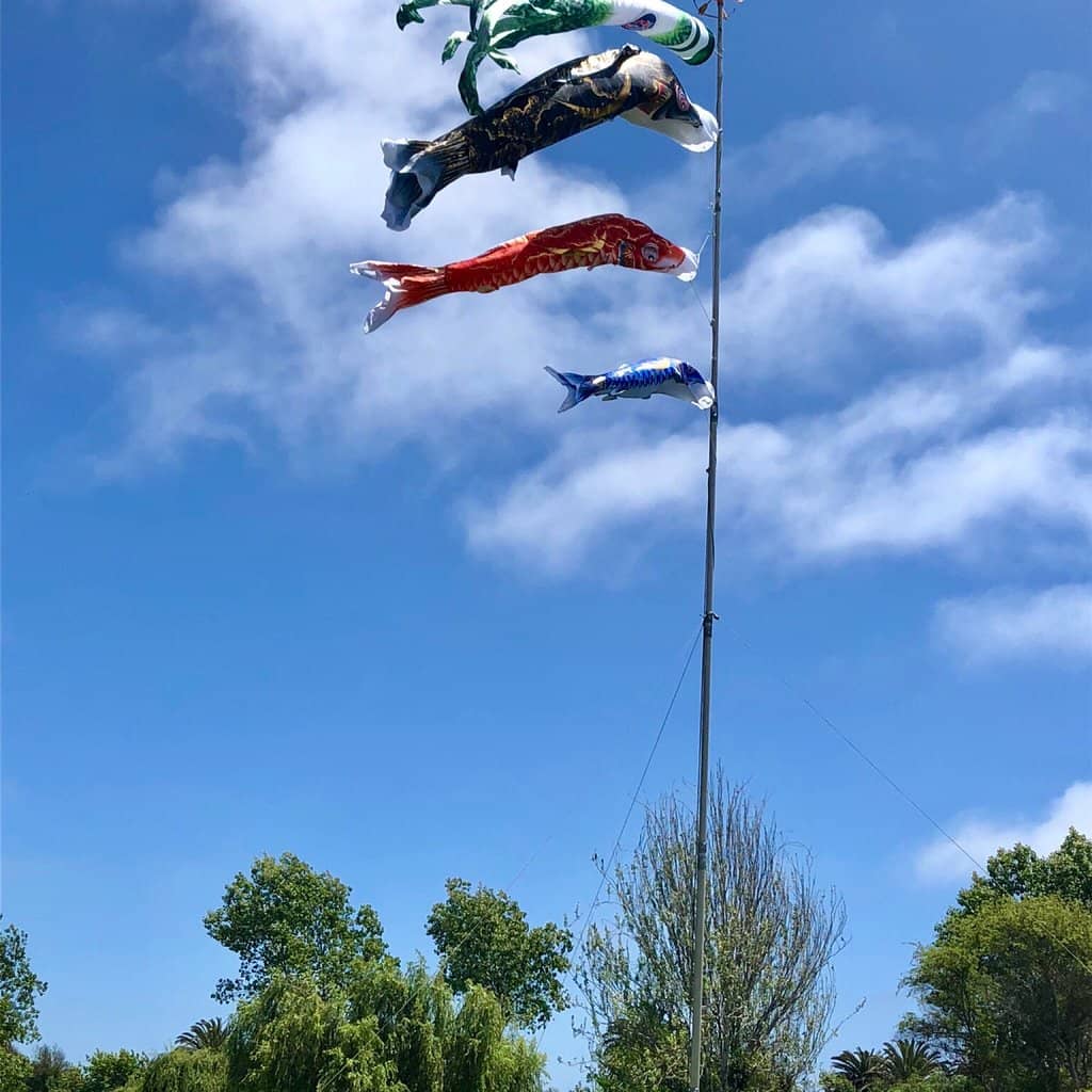 Bonsai Tree Collection