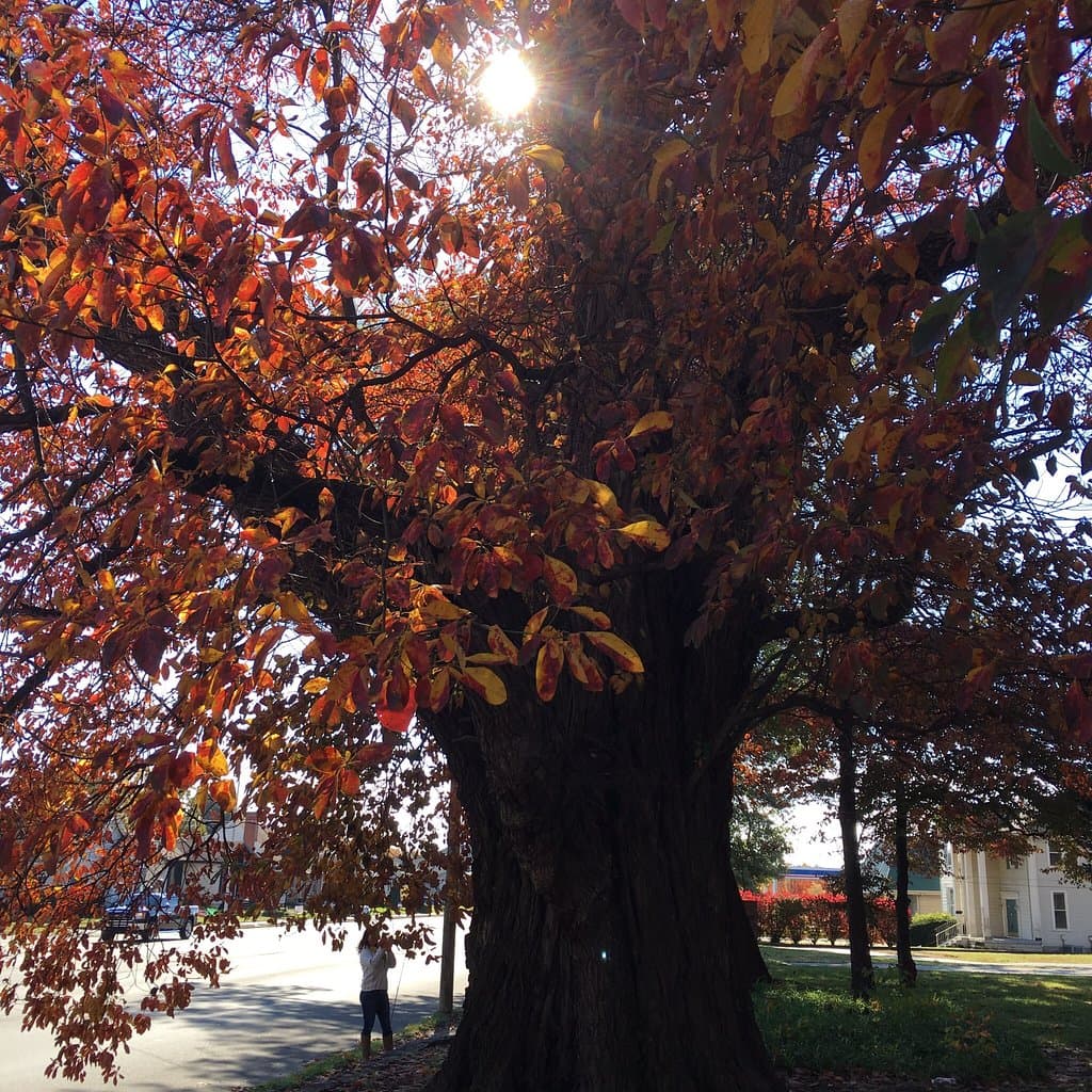 World's Largest Sassafras Tree