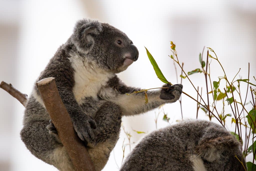 Buddy the Koala Joey