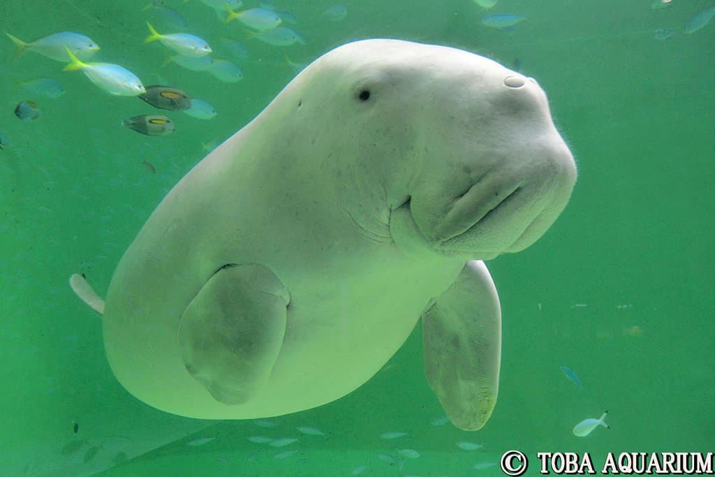 ジュゴンのセレナ:日本でジュゴンに会えるのは鳥羽水族館だけ!