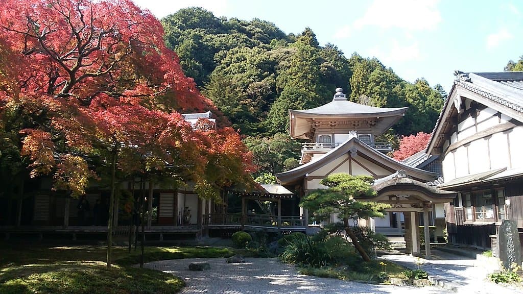 大かえで