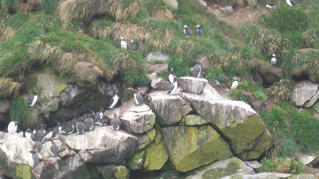 Whale Watching Opportunities