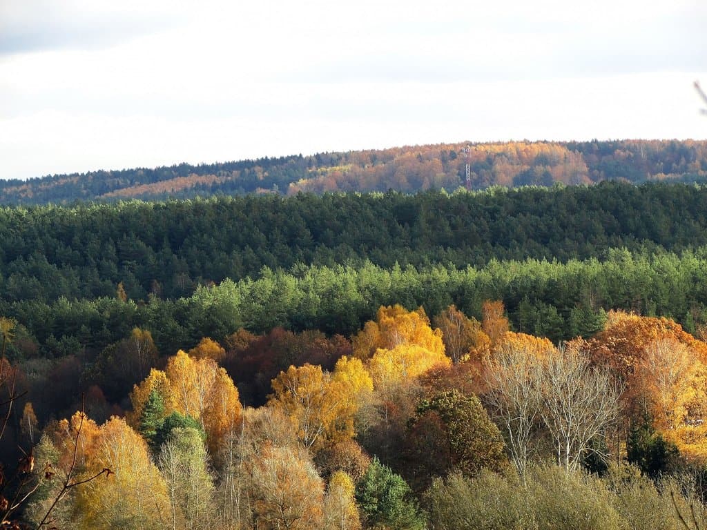 View from the lookout in Verkiai manor park
