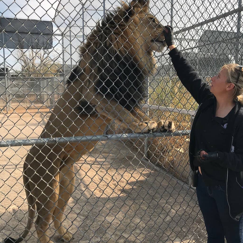 Ozzy the Painting Giraffe