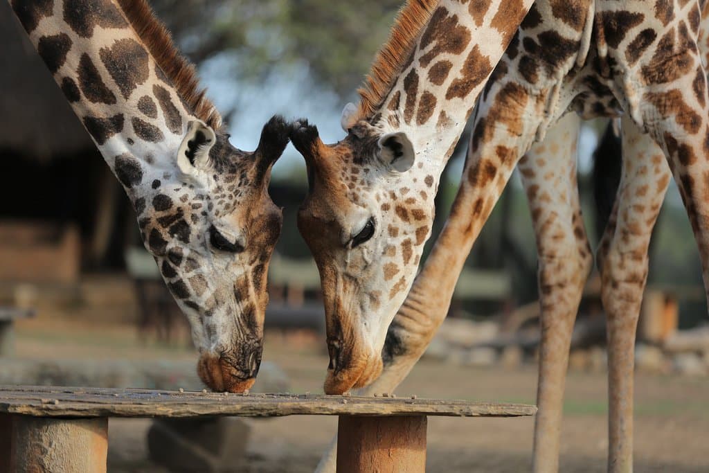 Our Giraffes - see them upclose!