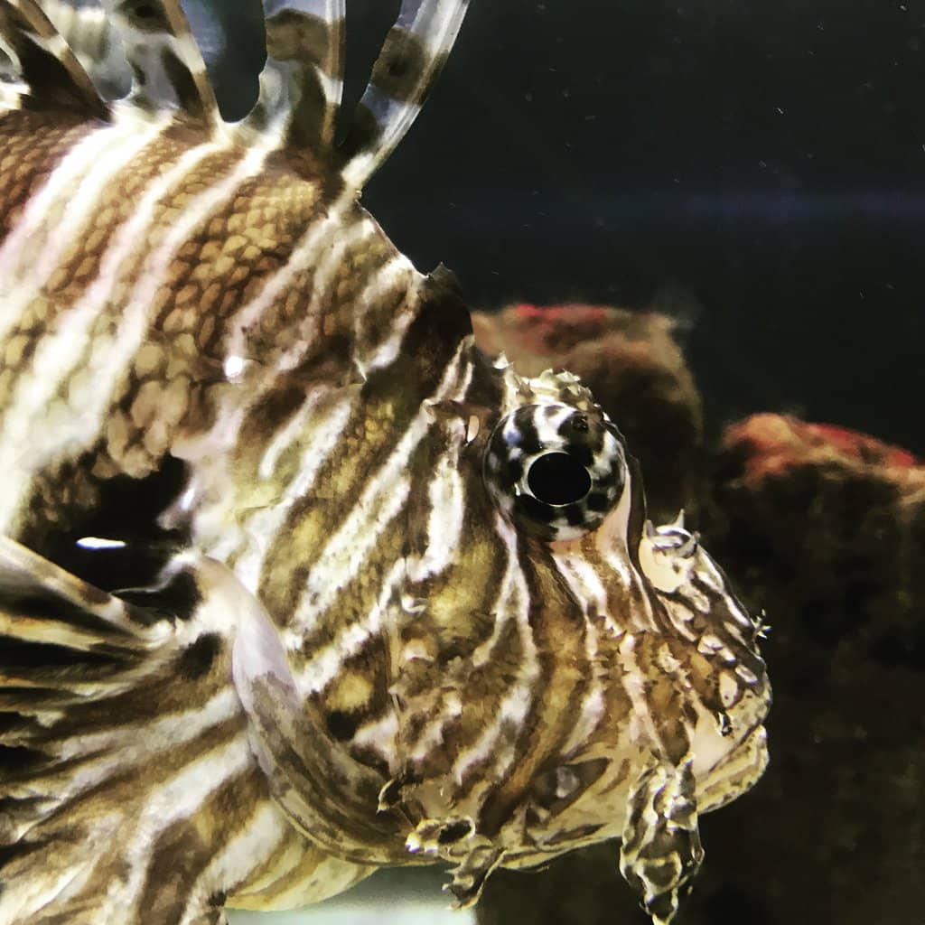 Majestic Sea Turtles