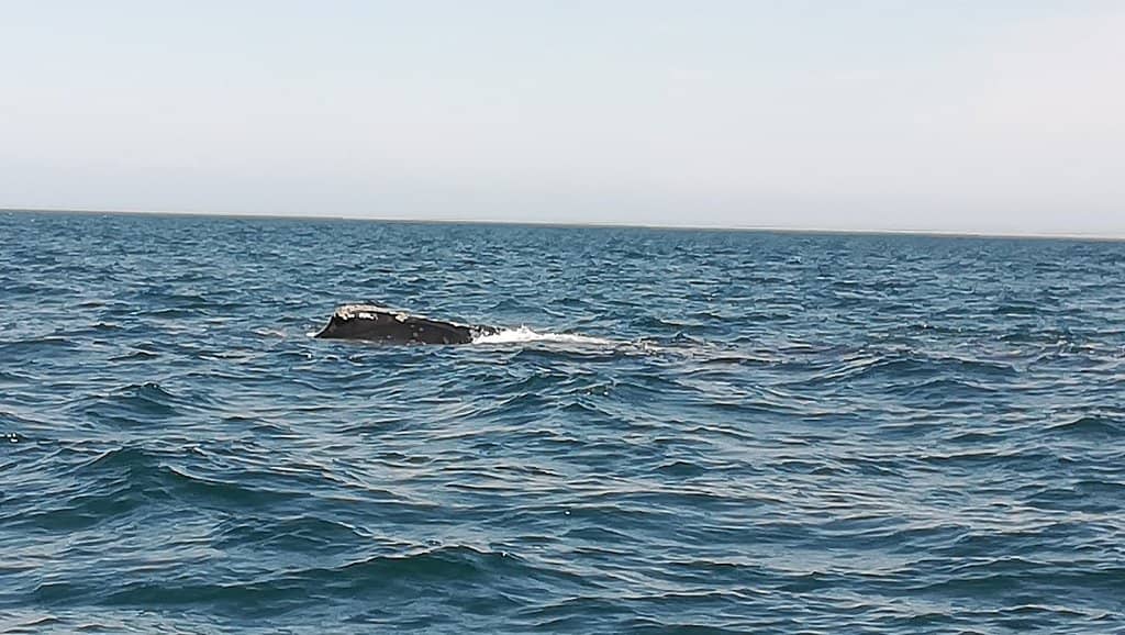 Southern Right Whale Watching