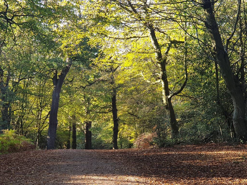 Conservation Hedge Laying