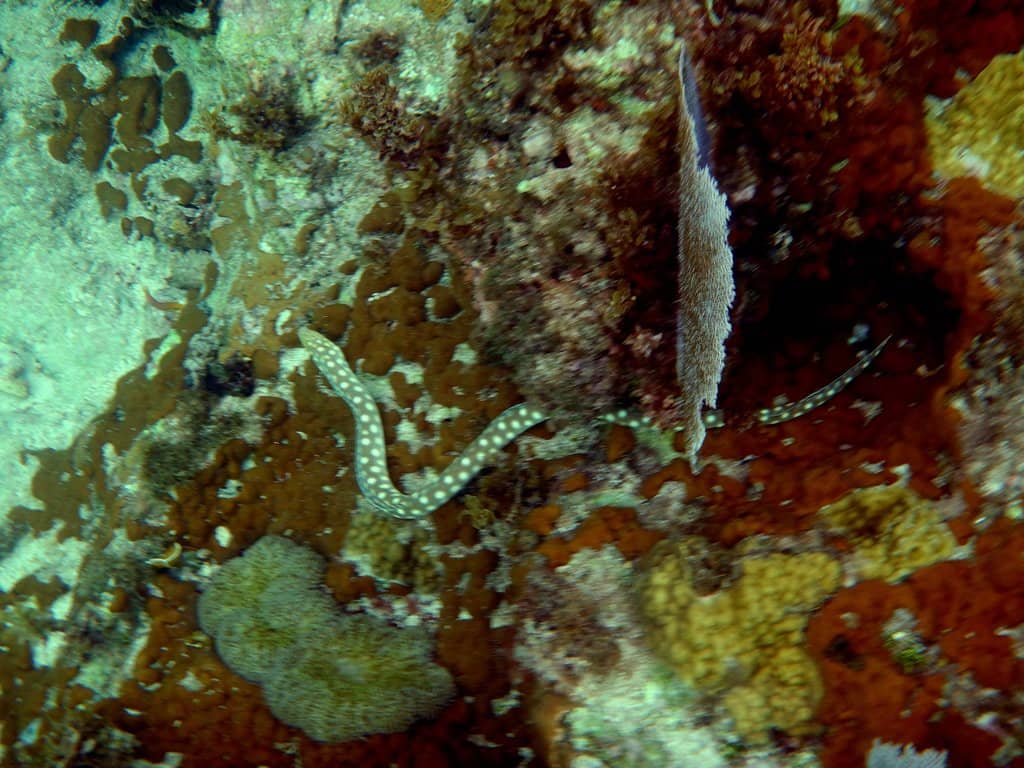 Glass-Bottom Boat Tours