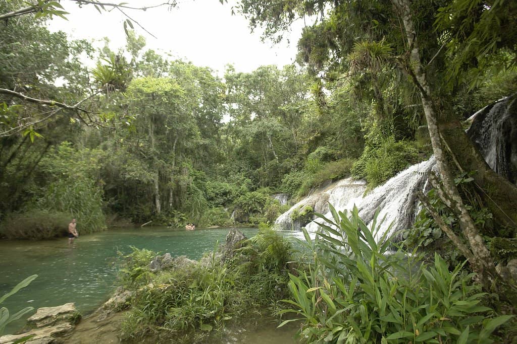 Lush Tropical Forest