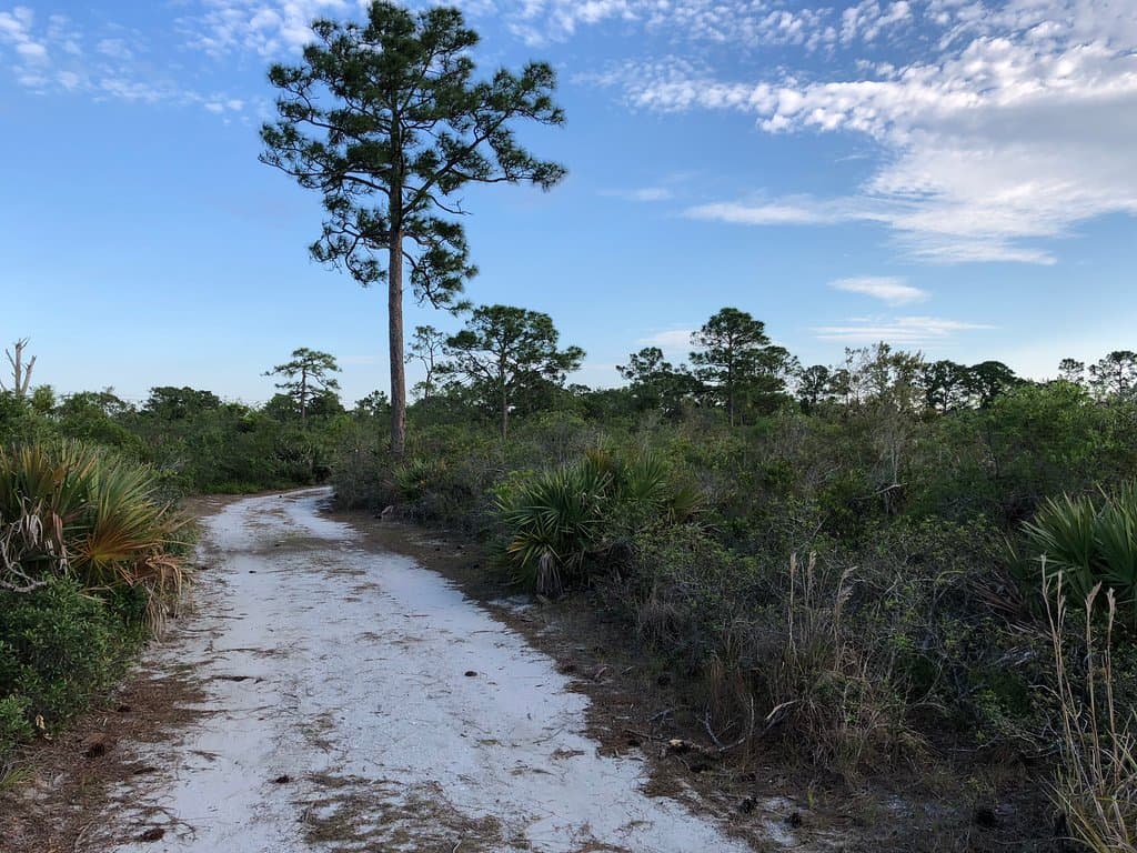 Trail