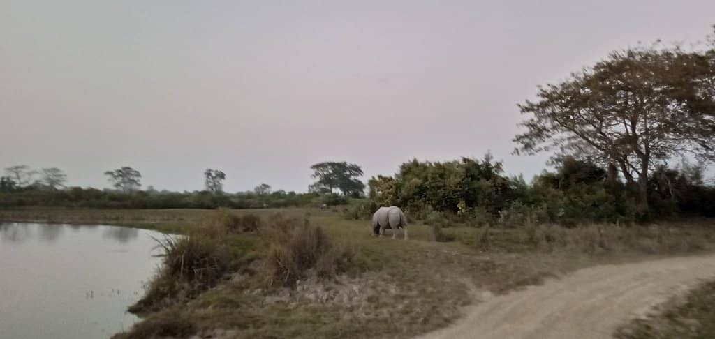 One-Horned Rhinoceros