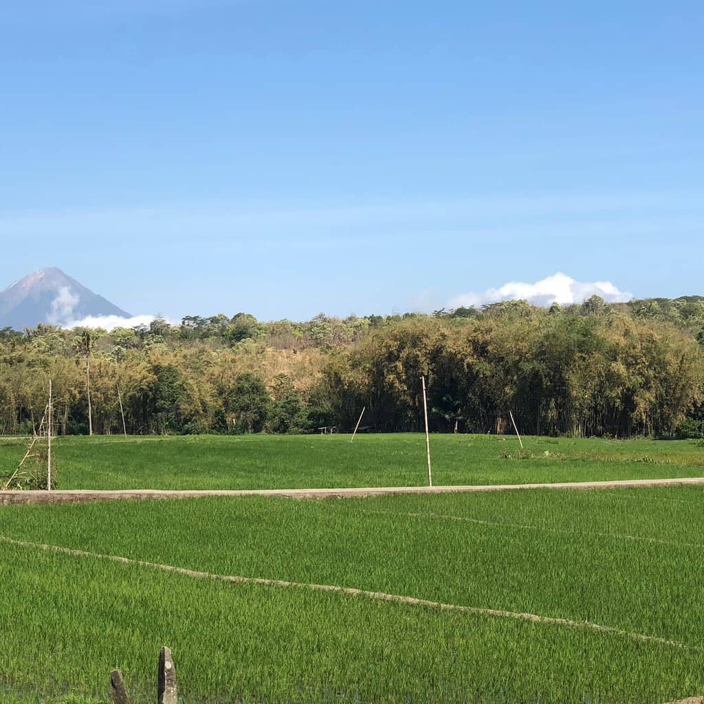 Paddy Field Views