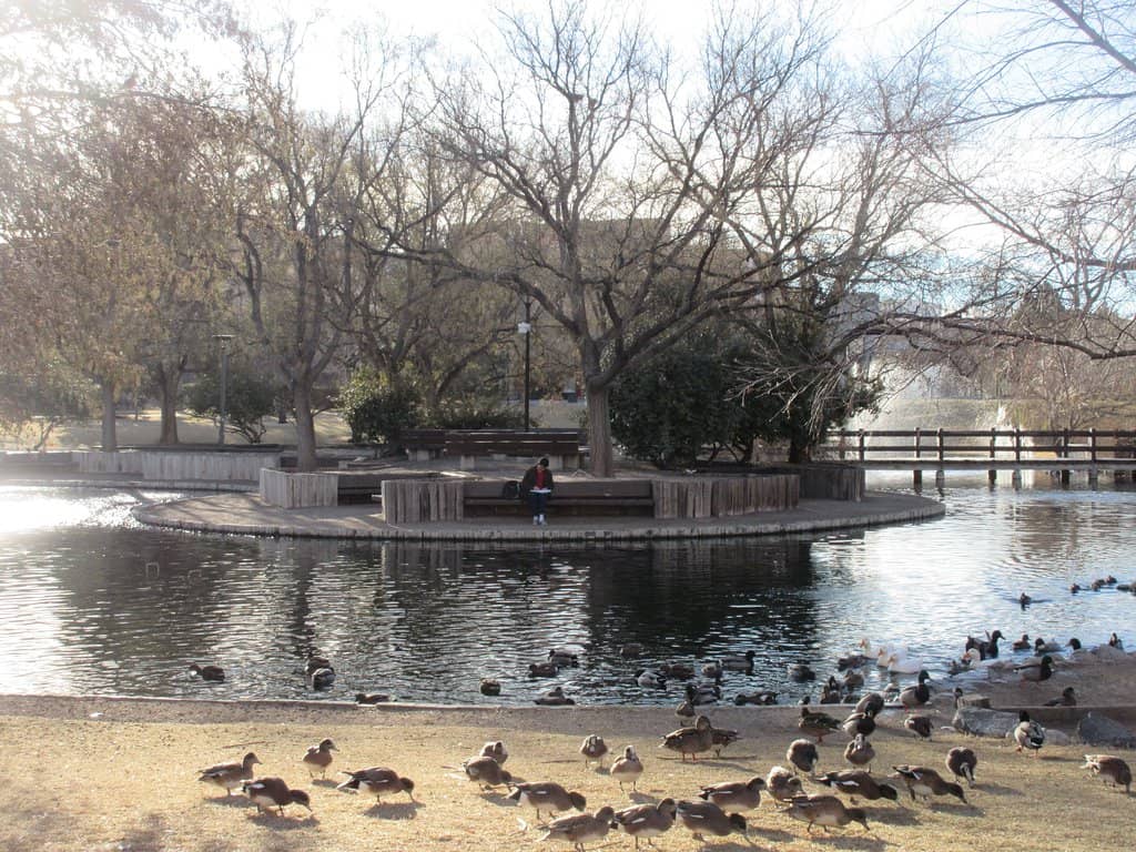 The Quacking Residents