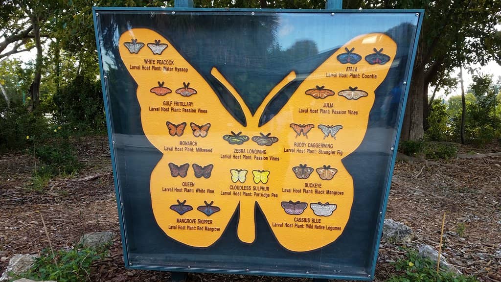 Observation Tower Views