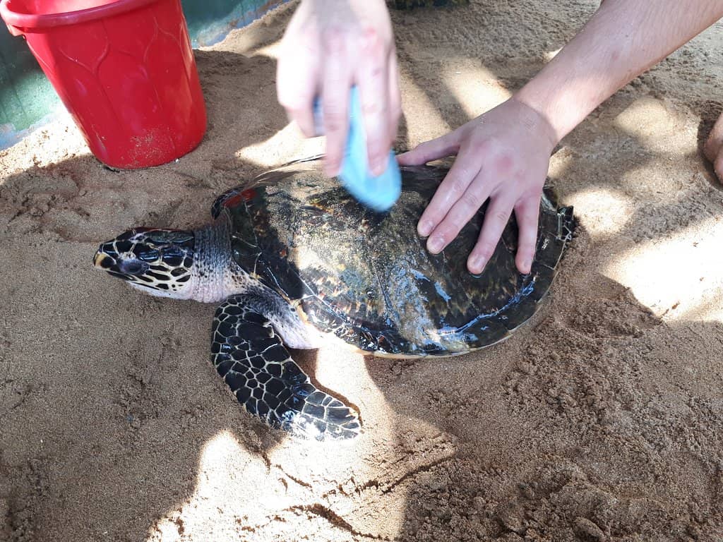 Baby Turtle Release