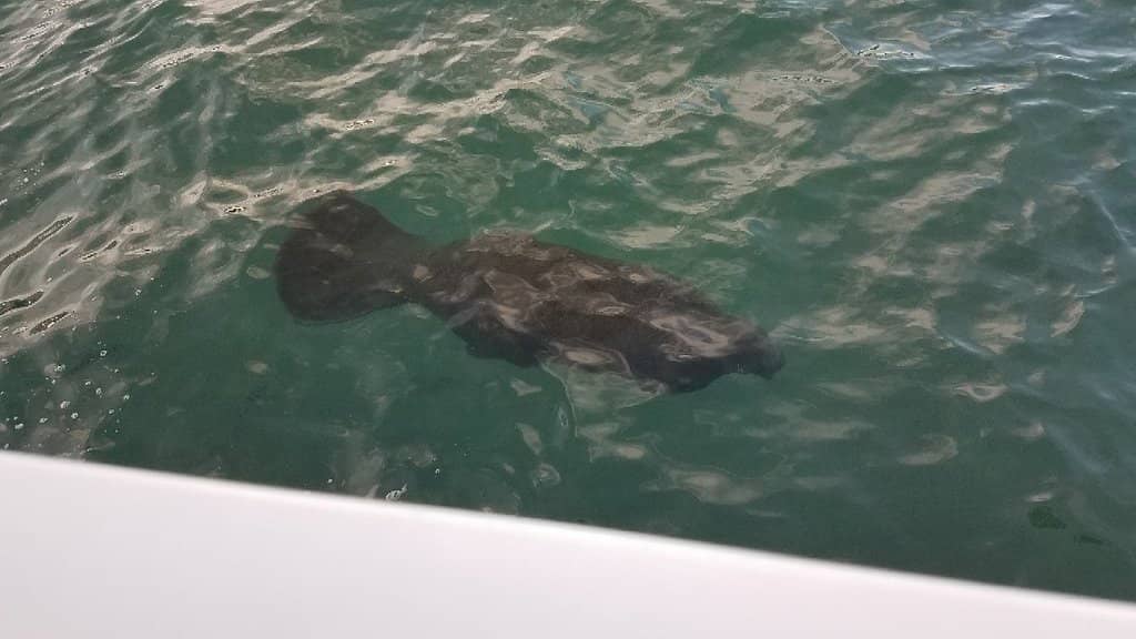 Manatee Observation Decks