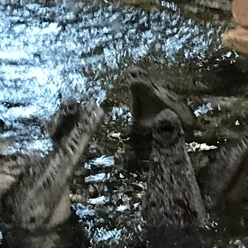 Diverse Reptile and Mammal Exhibits