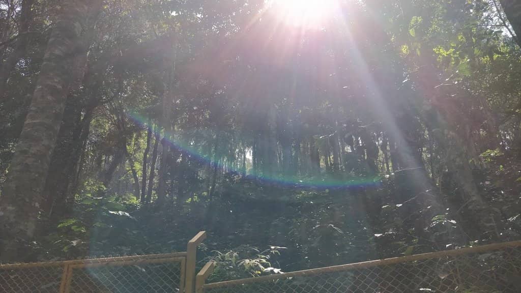 Coffee Plantation Views