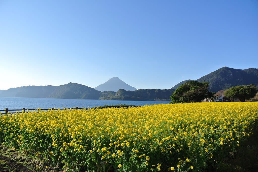 菜の花と湖面と開聞岳