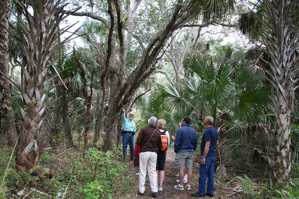 Mangrove Exploration