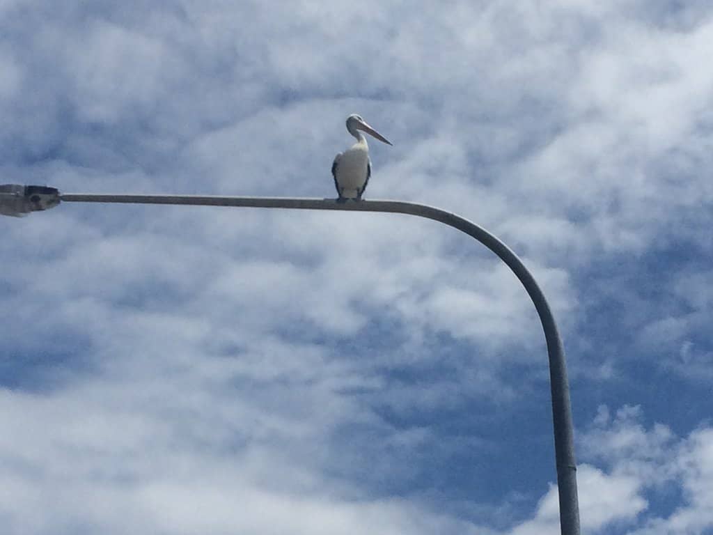 National Gallery of Australia