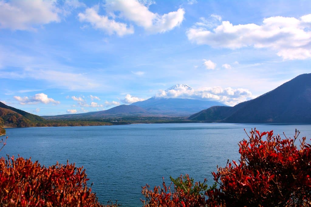 秋の本栖湖・ドウダンの黄葉が見れます
