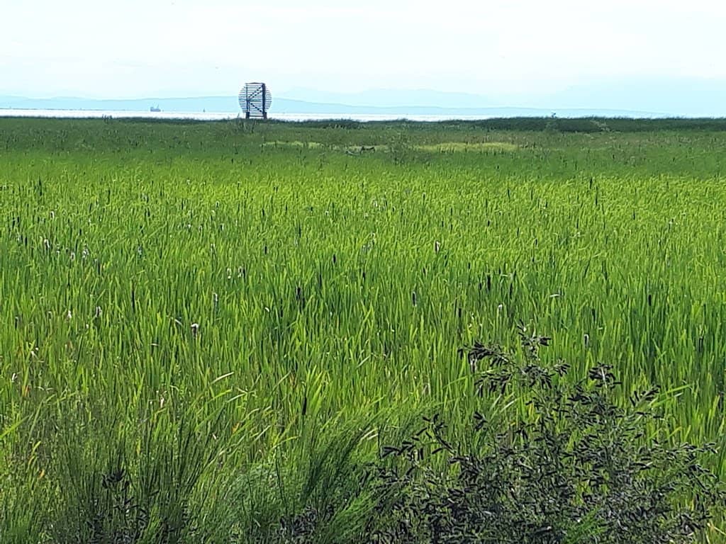 The Sky-High Treehouse