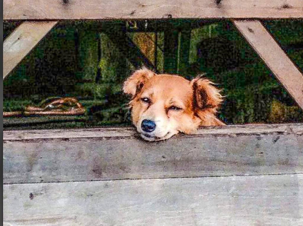 The Moat and Fish Feeding