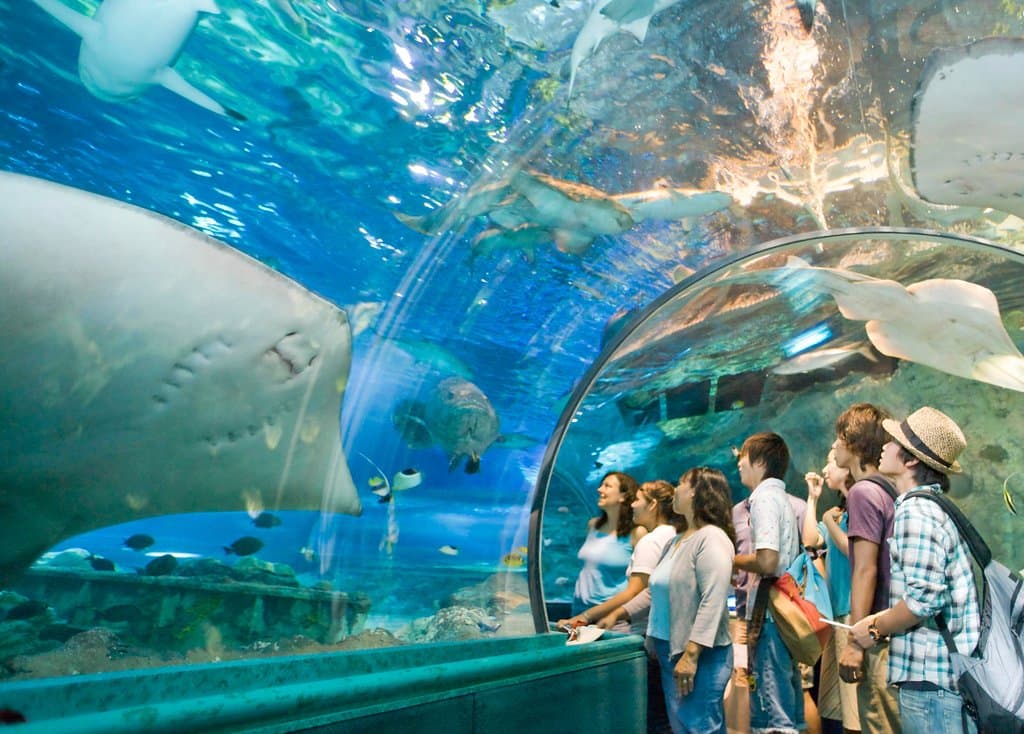 Our Ocean Safari is open daily from 10am-6:30pm (last entrance 6pm)