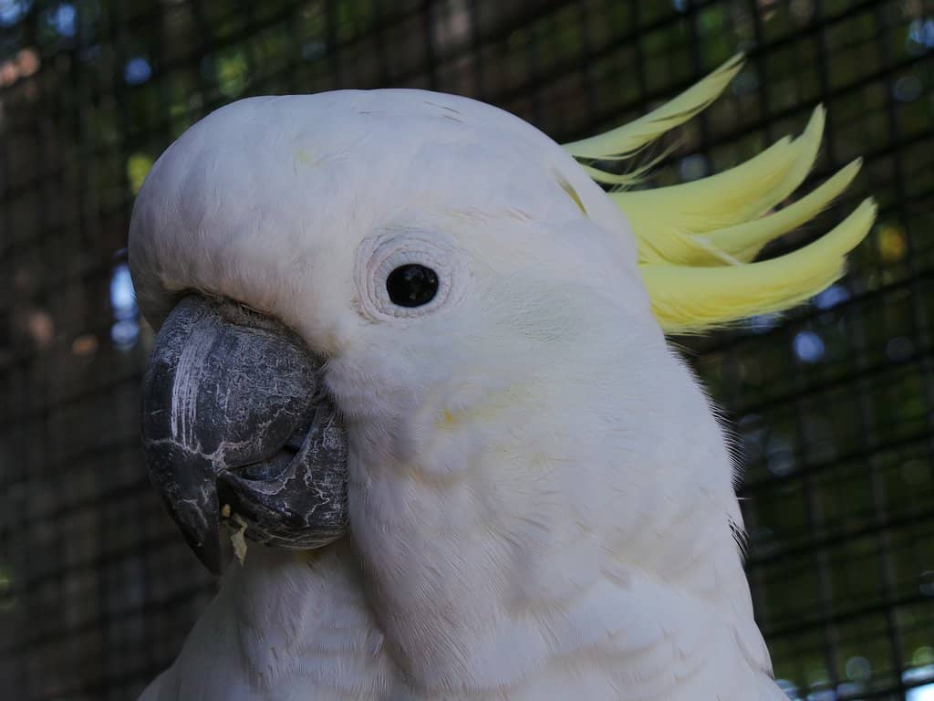 Vibrant Bird Aviary
