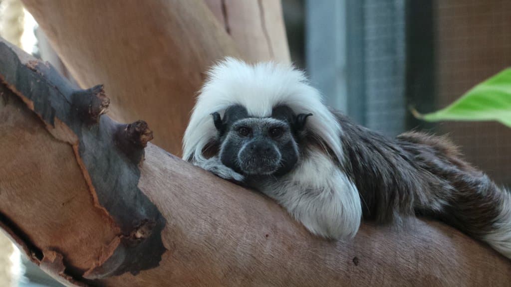 Meet Turbo the cotton-top tamarin!  Turbo and her mum Solita can be found in the barn, where they can often be seen leaping throughout their enclosure showing off their high levels of agility.