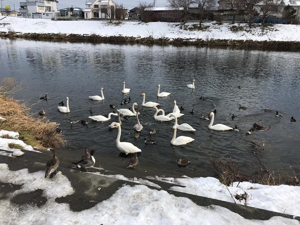 Niida River Shinsui Park
