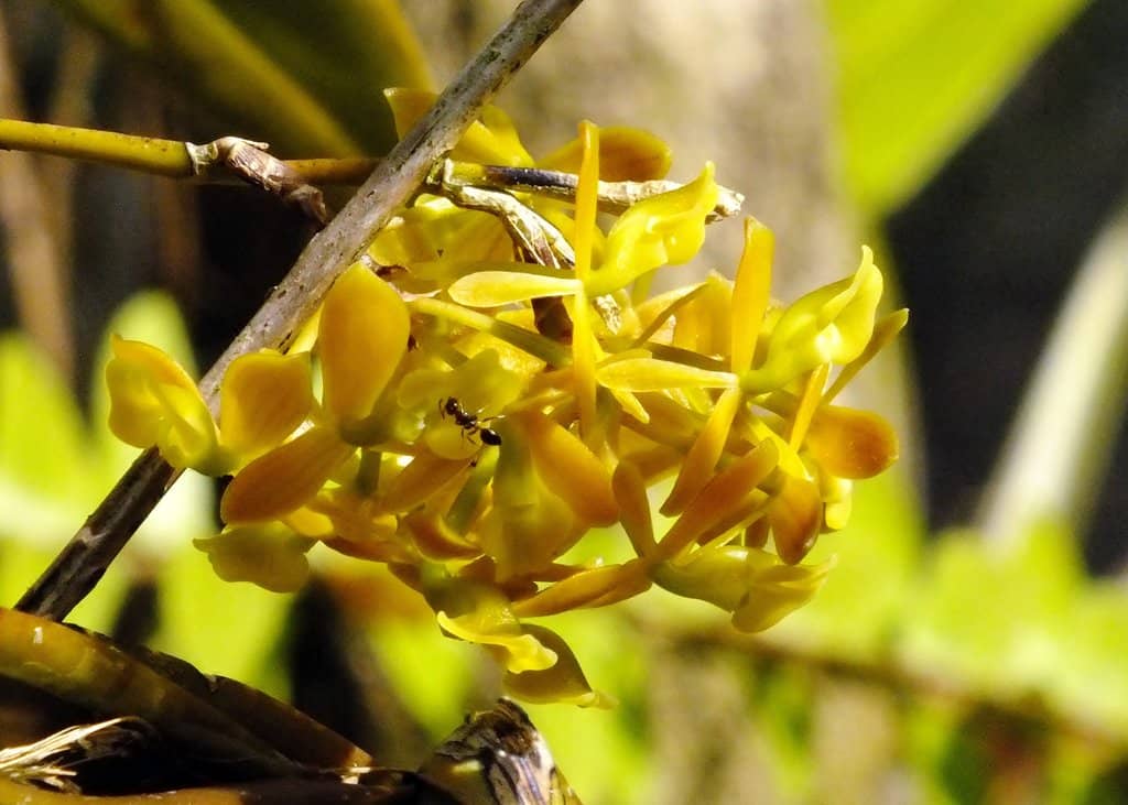 Ghost Orchid Habitat