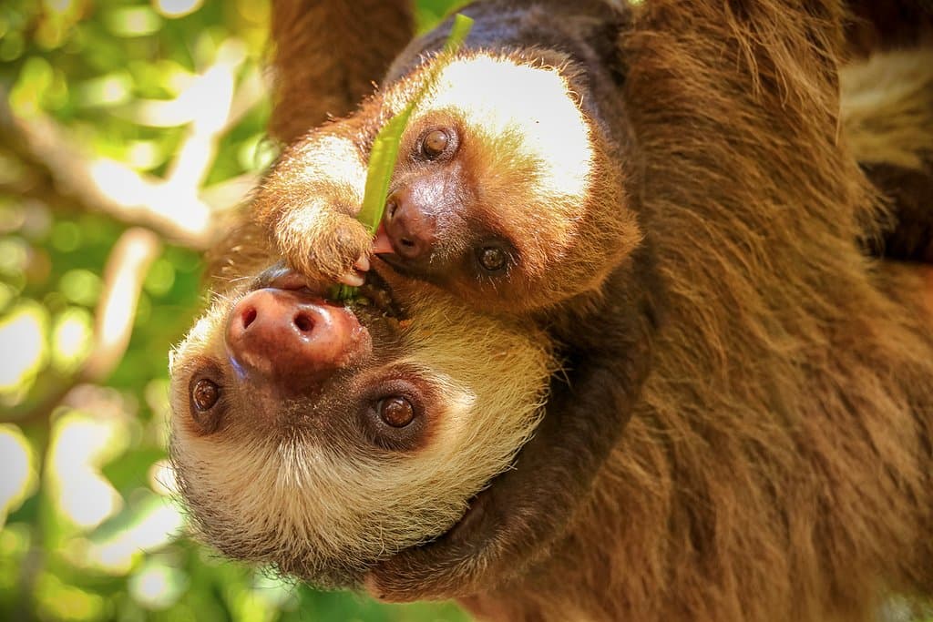 Mia and Ziggy hanging out at the Animal Sanctuary