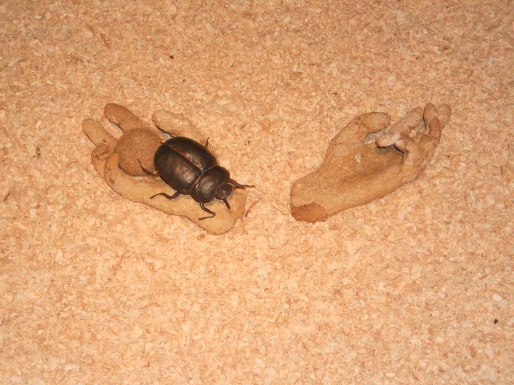 Peinado's Stylistic Evolution