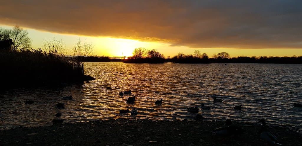 Attenborough Nature Reserve
