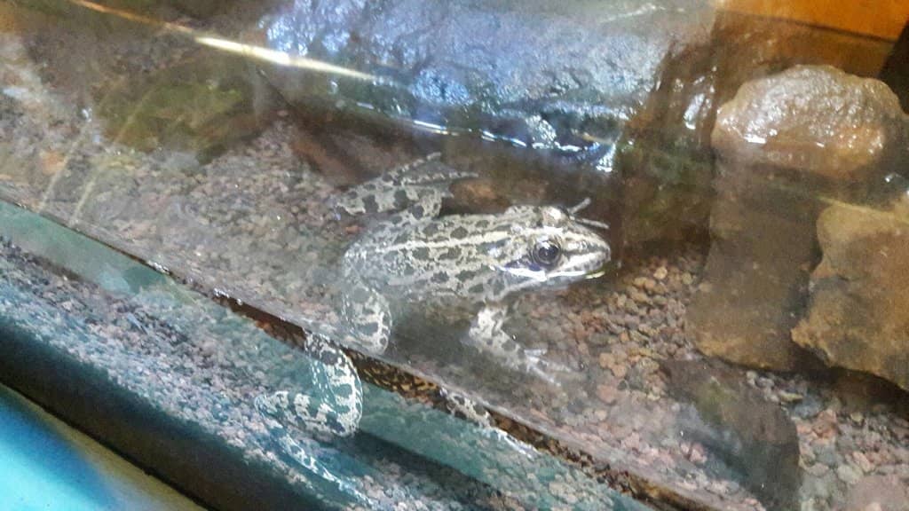 Arabian Leopard Enclosure