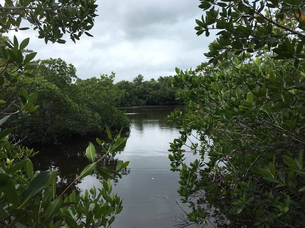 Diverse Flora and Fauna