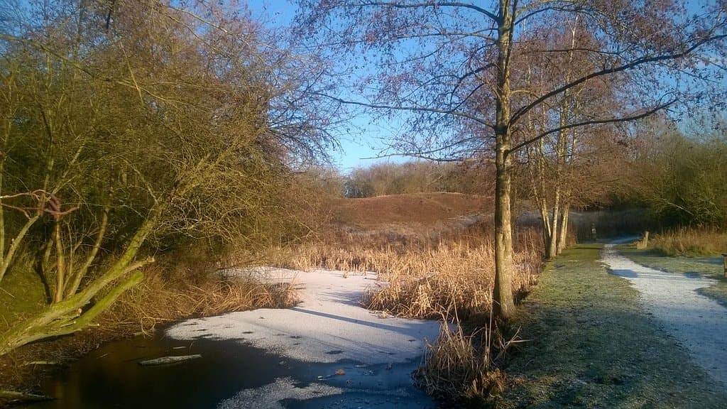 Reedy Pond