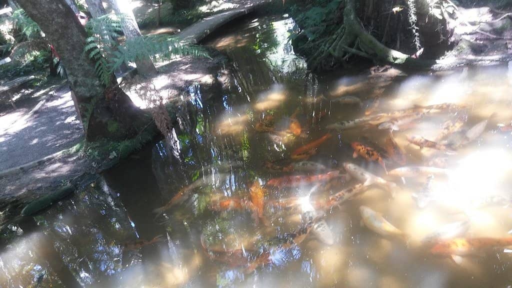 Vast Orchid Collection